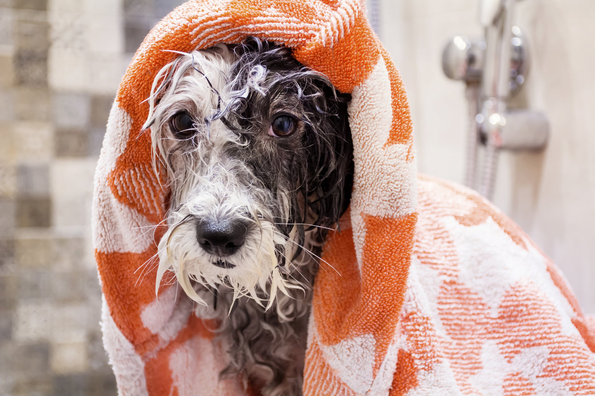 dog after bath in towel