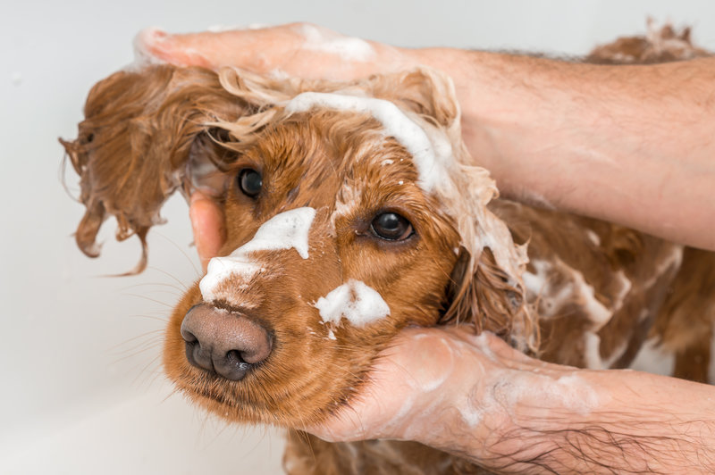 dog grooming bath shampoo