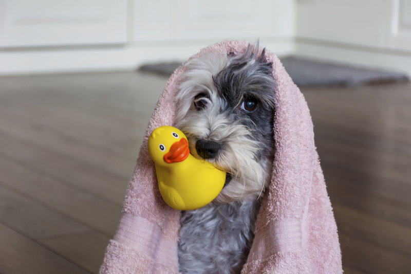 dog grooming bath towel rubber ducky