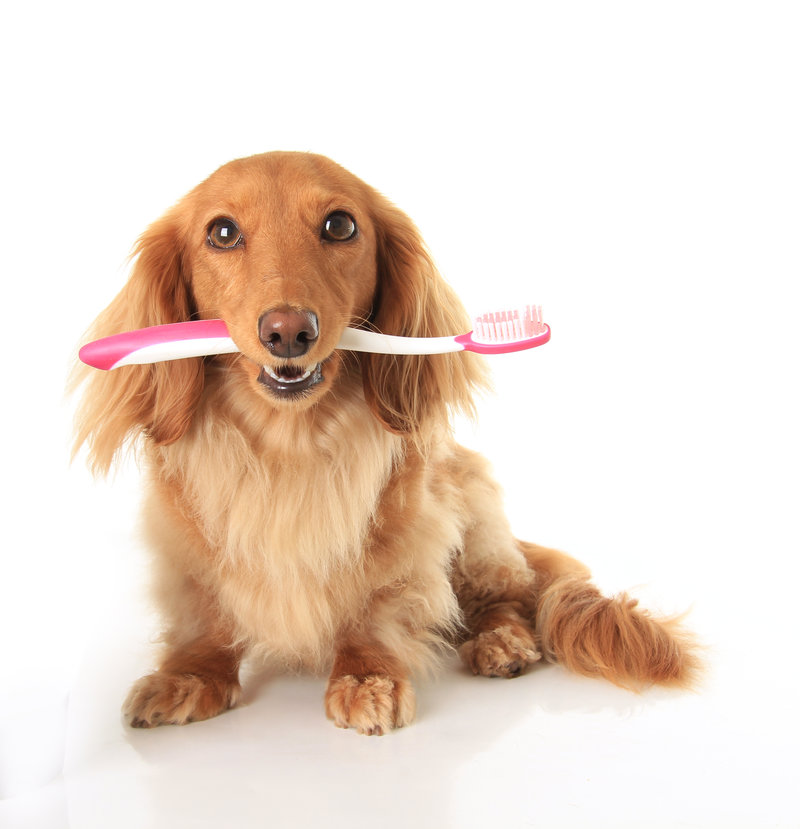 dog grooming toothbrush