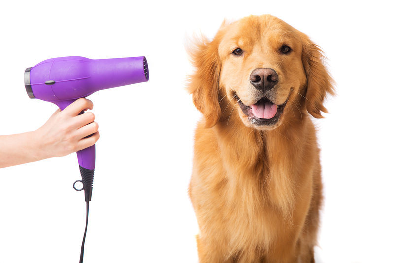 dog groomer hair dryer
