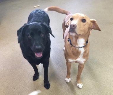 two dogs best friends day camp buddies