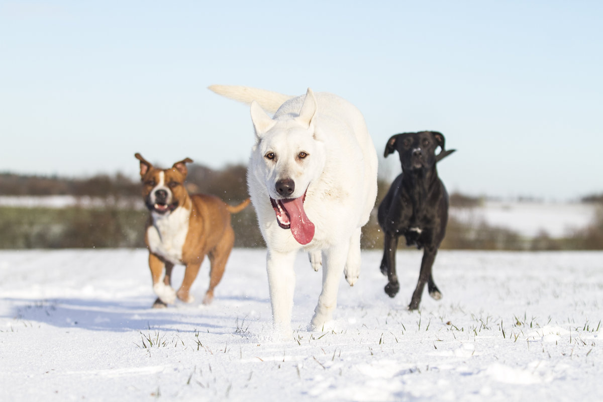 healthy dogs running winter
