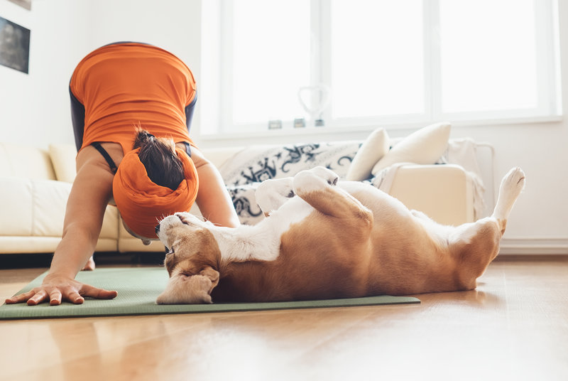 dog doing yoga with pet parent