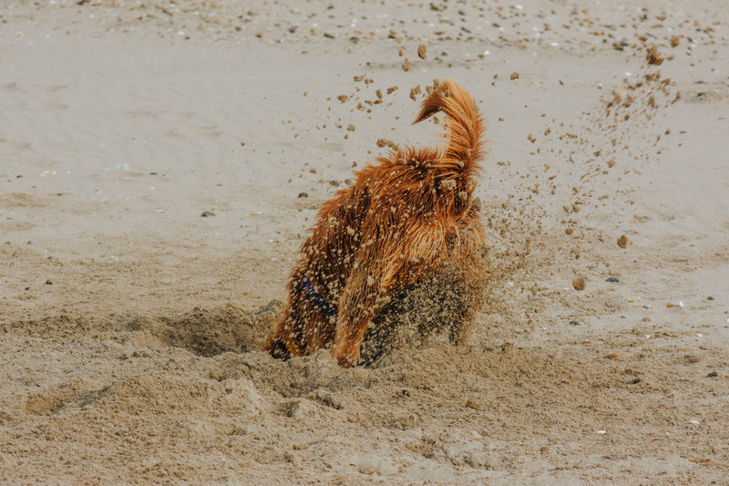dog digging in sand