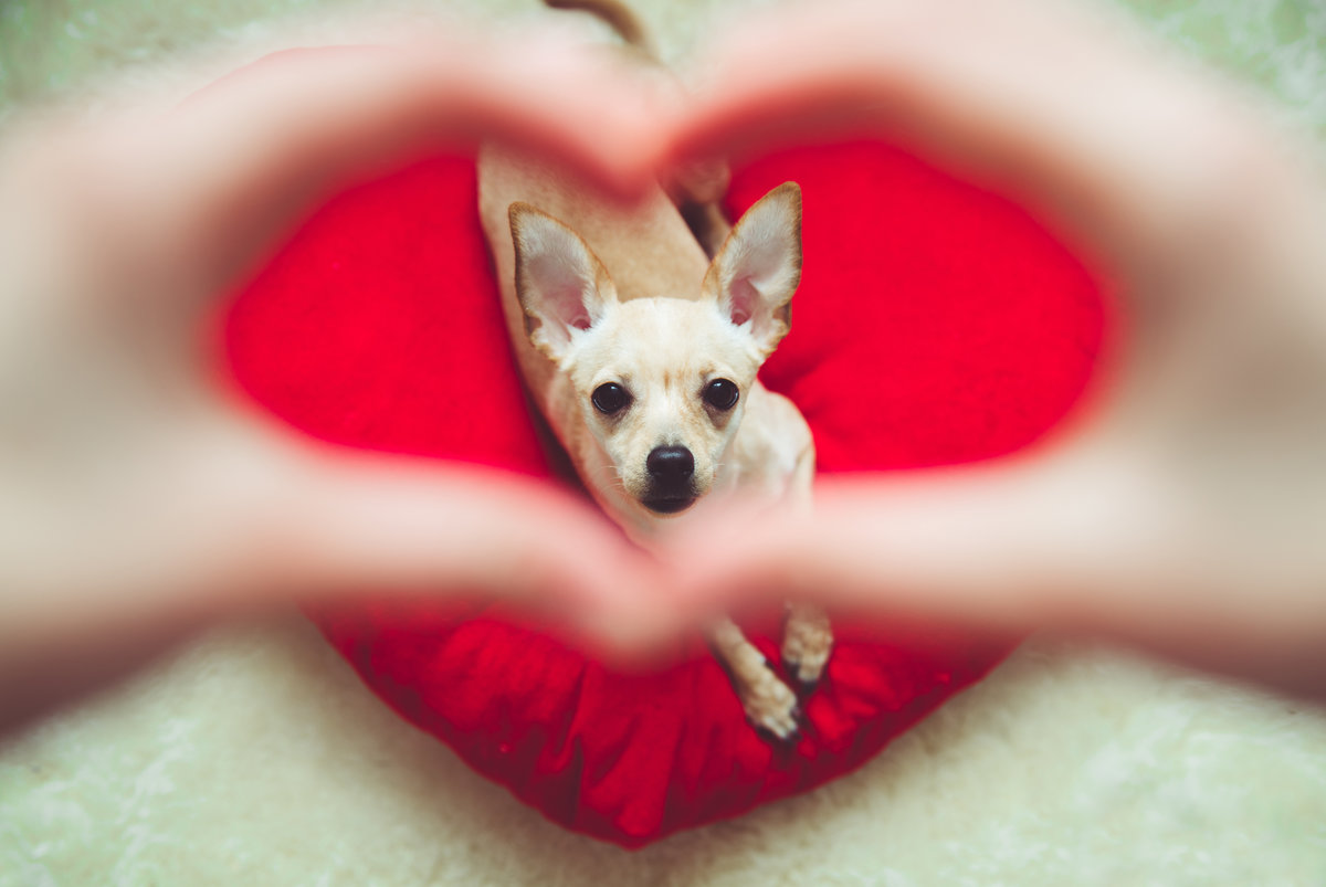 dog chihuahua in heart