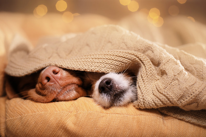 dogs cozy under blanket