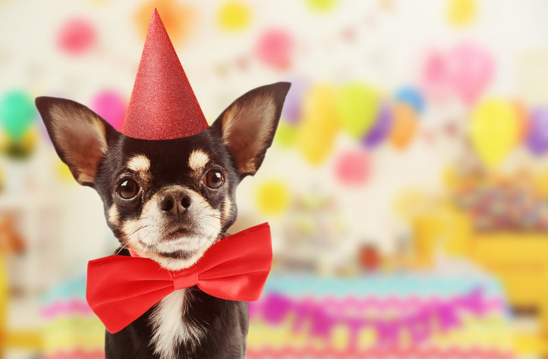 dog chihuahua birthday party hat red bowtie