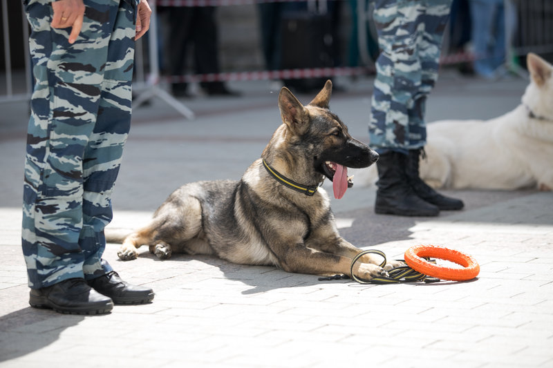 military dogs training - German shepherd 