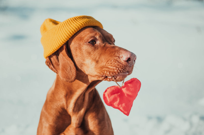 dog with heart ornament in mouth, hat, outside snow, winter, Valentine's Day