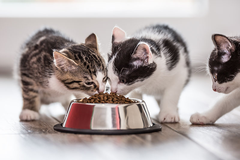 cats sharing food