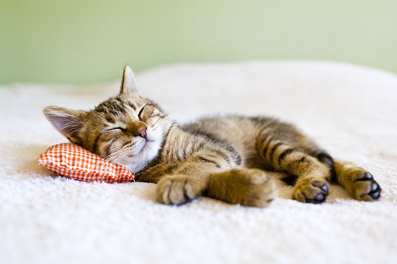 cat sleeping on bed pillow