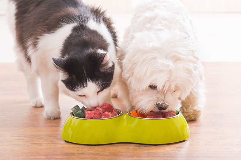 cat and dog eating food out of bowls