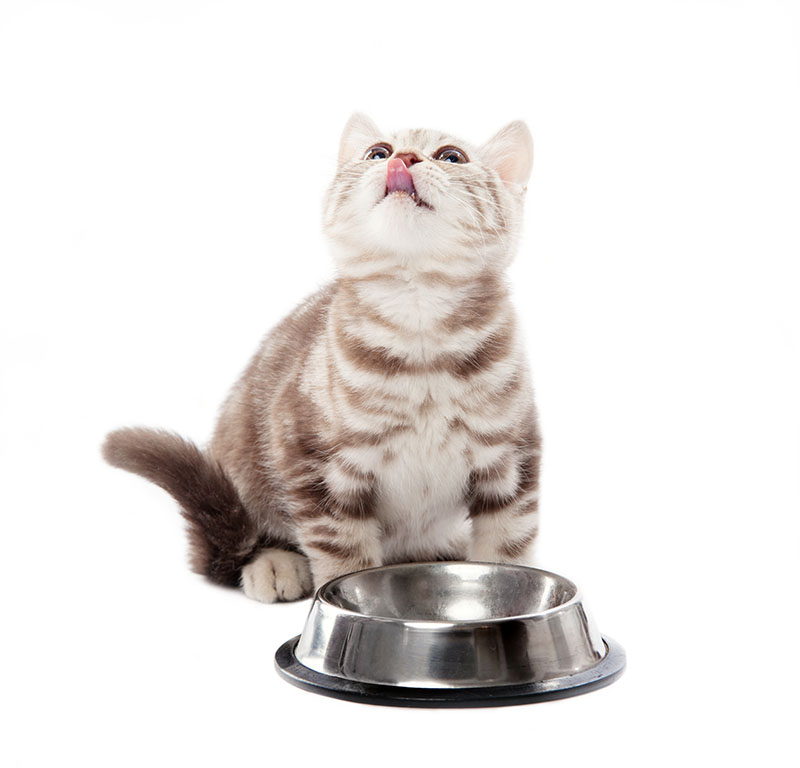 hungry cat with empty food bowl
