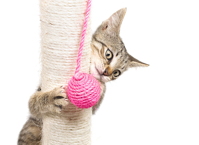 cat playing on rope wrapped pole with rope toy