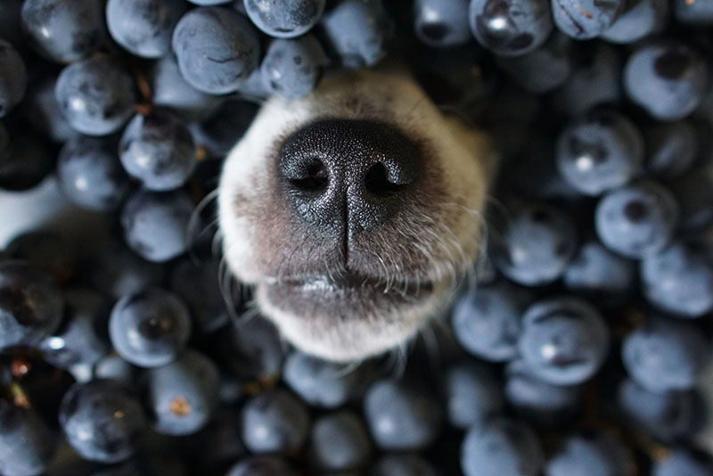 dog nose mouth peeking through blueberries