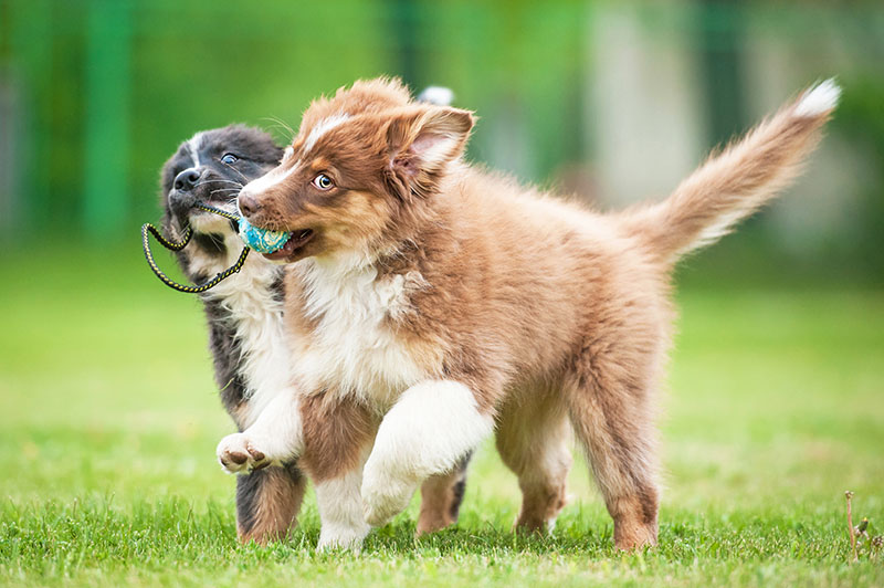 two dogs running in grass, playing with toy