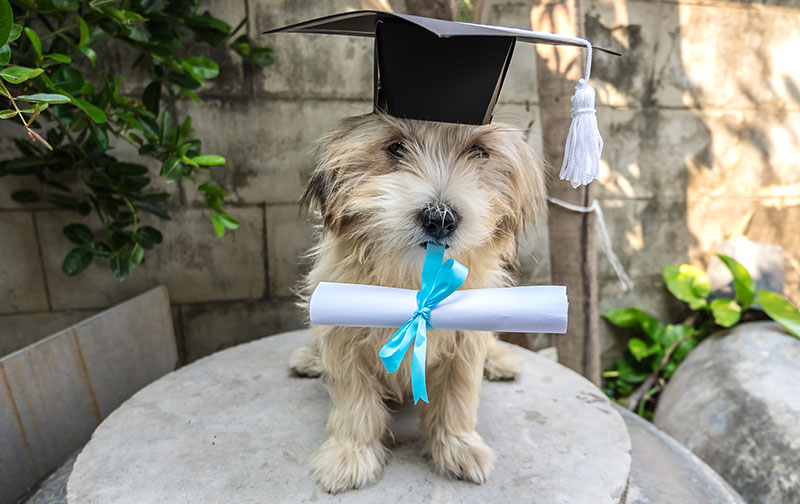 dog graduate, graduation cap, diploma
