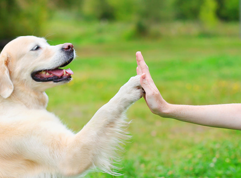 dog training, high five with dog trainer