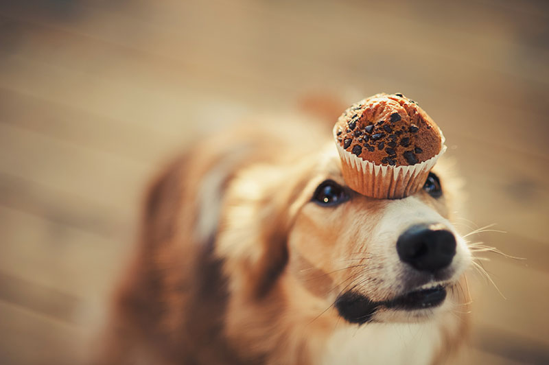 dog trained, trick, balancing muffin on head