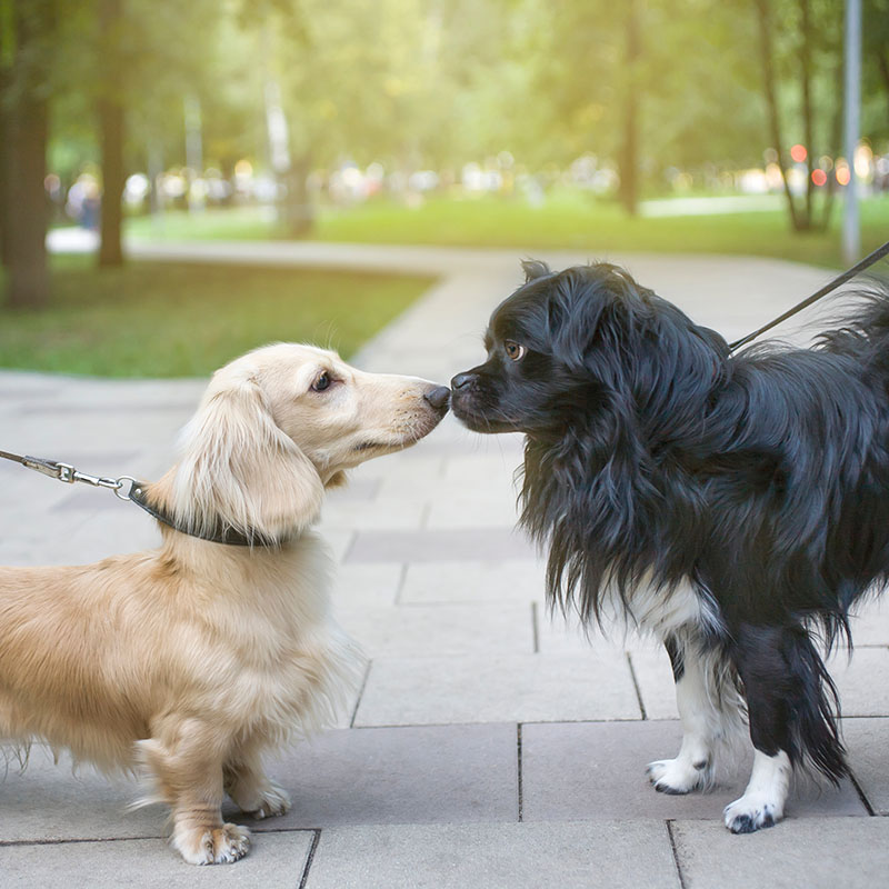 two dogs kissing on leashes