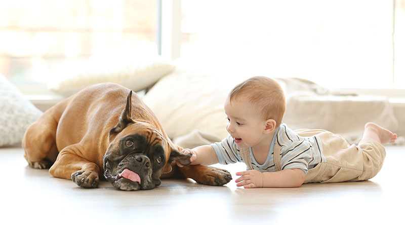 adopted dog meeting baby