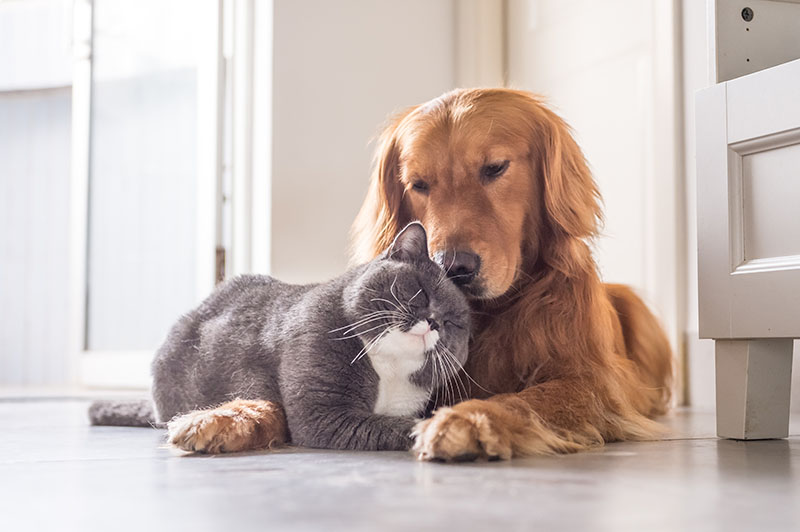 adopted dog snuggling with cat