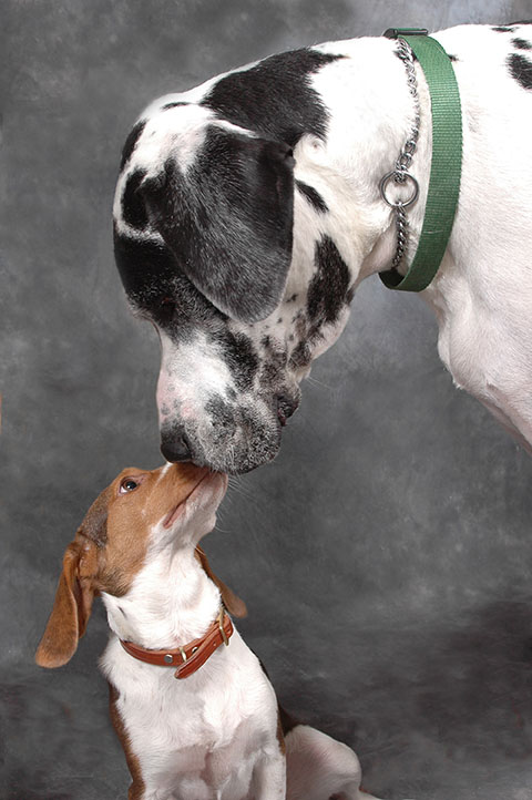 big dog kissing little dog