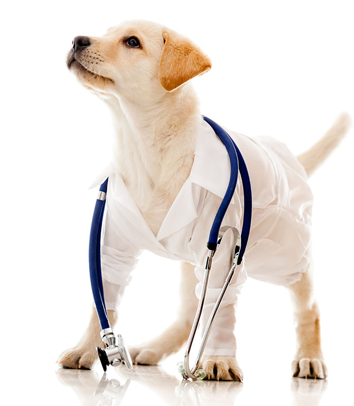 dog dressed as vet with white coat and stethoscope
