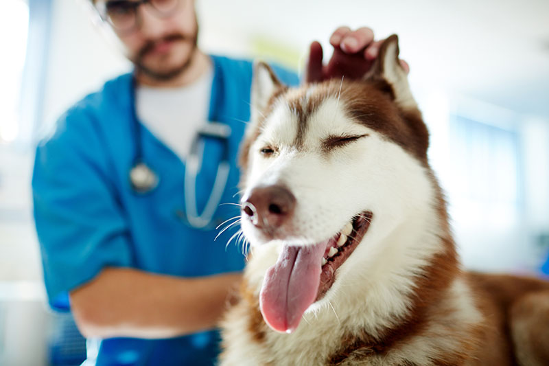 dog vaccinations veterinarian