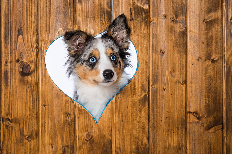 dog peeking through heart cutout in fence