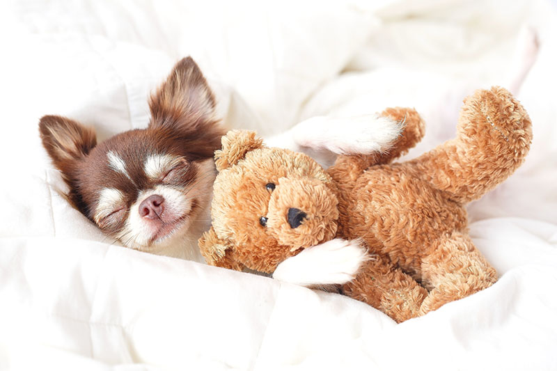 little dog sleeping with teddy bear