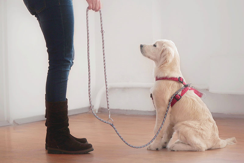 dog training with dog trainer