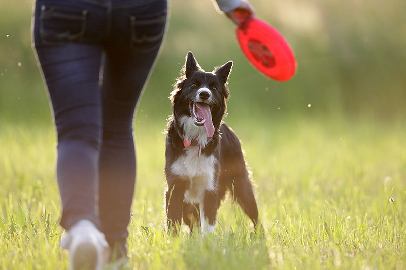 dog playing frisbee with human