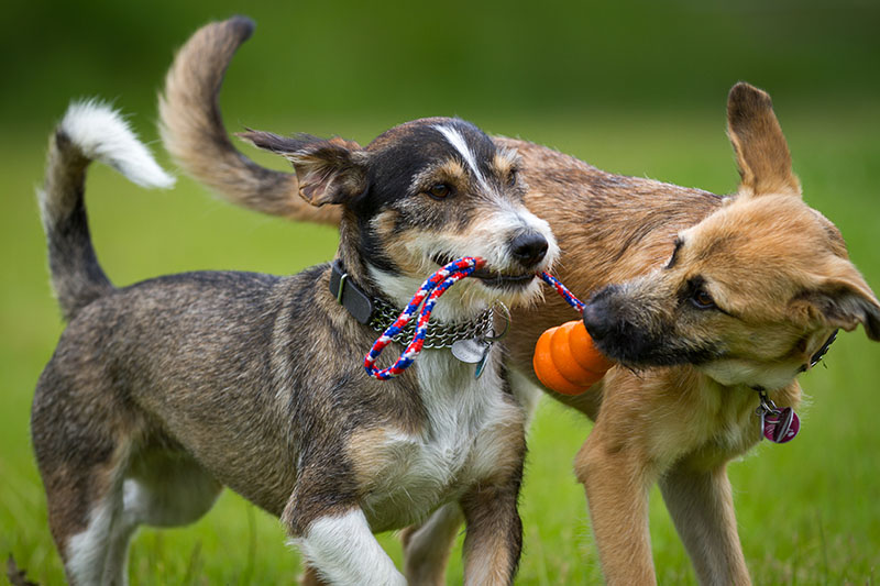 dogs playing with kong toy