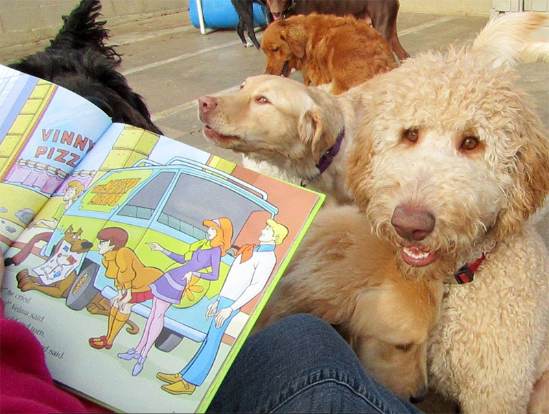 dog story time at doggy day care