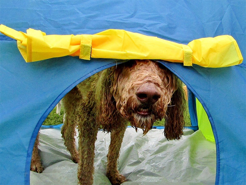 dog playing in tent at day care