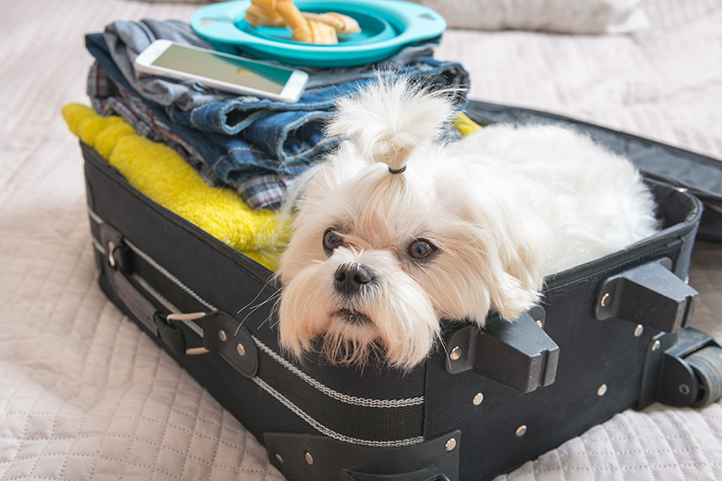 small white fluffy dog packed in suitcase