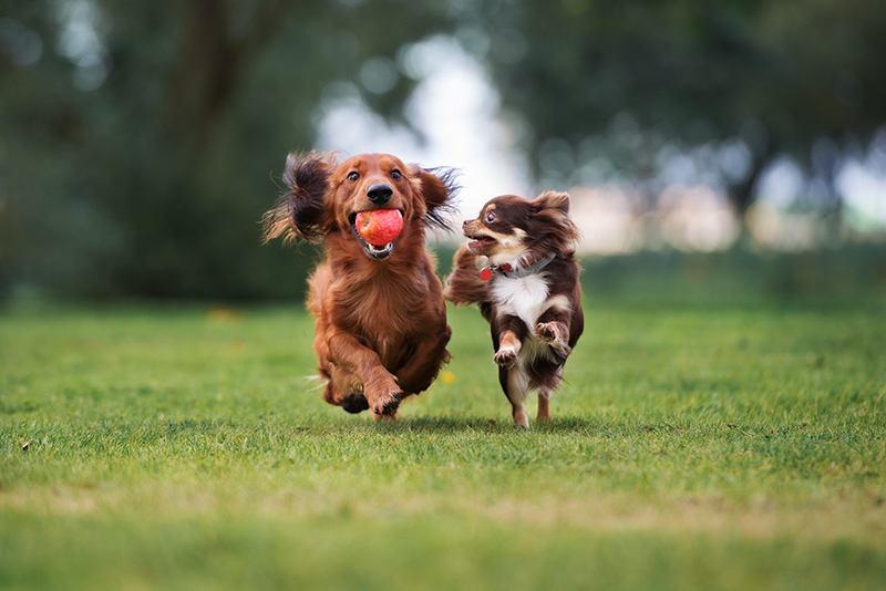 two dogs running playing with ball in field