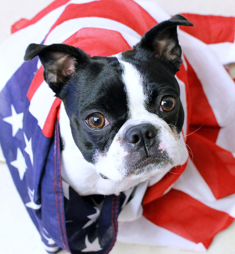 4th of July dog with American flag