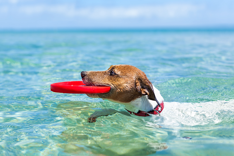 dog playing with frisbee in ocean