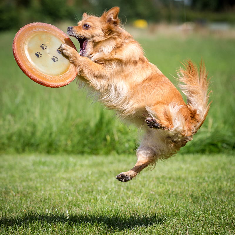 dog jumping to catch frisbee