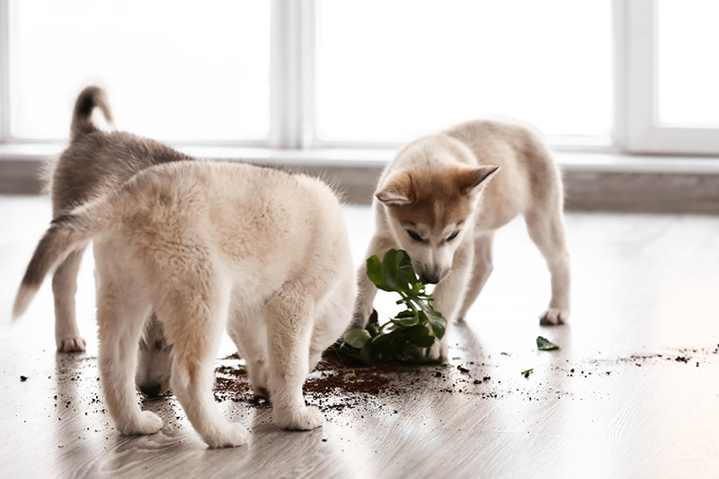 two dogs eating knocked over plant