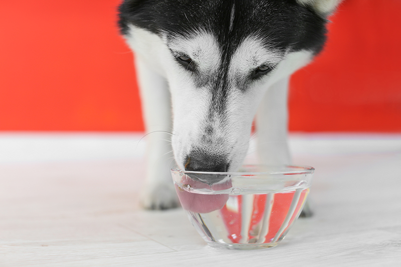 dog drinking fresh water in bowl