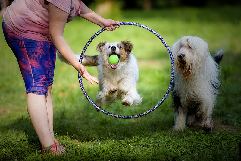 dog with ball jumping through hoop