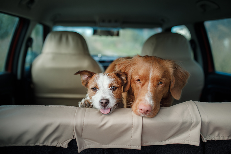 two dogs in backseat of car