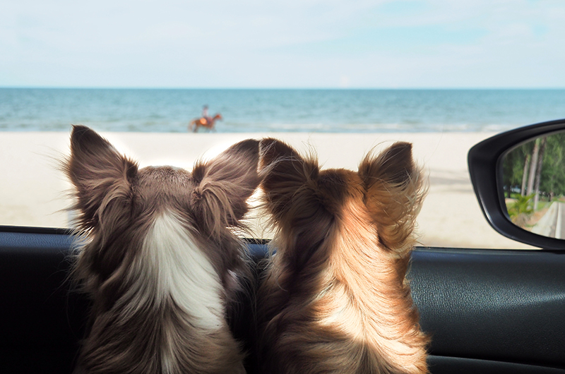 two dogs looking out car window at beach