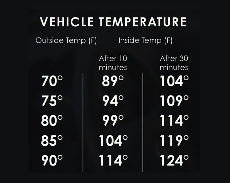 vehicle temperatures for dogs