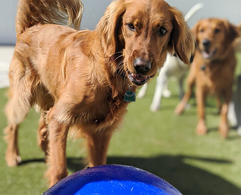 dogs playing outside at doggy day camp