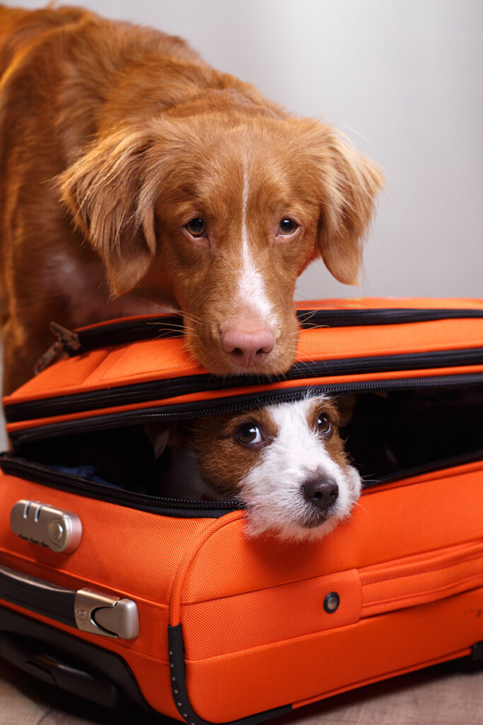 dog peeking out of suitcase